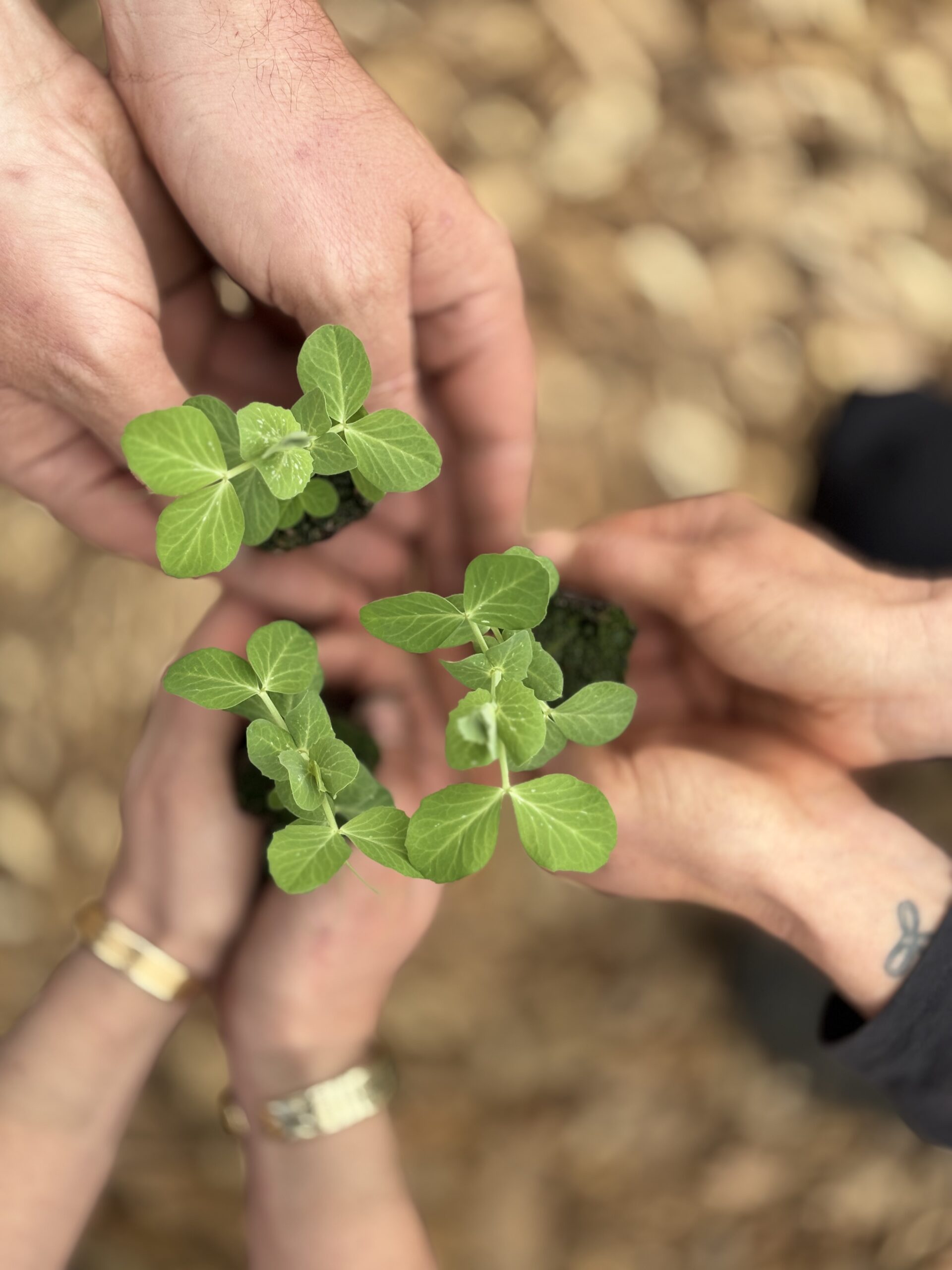 Vum Gréis, devenez membre, rejoignez-nous pour la saison 2026 et retrouver des légumes frais, locaux et de saison. 