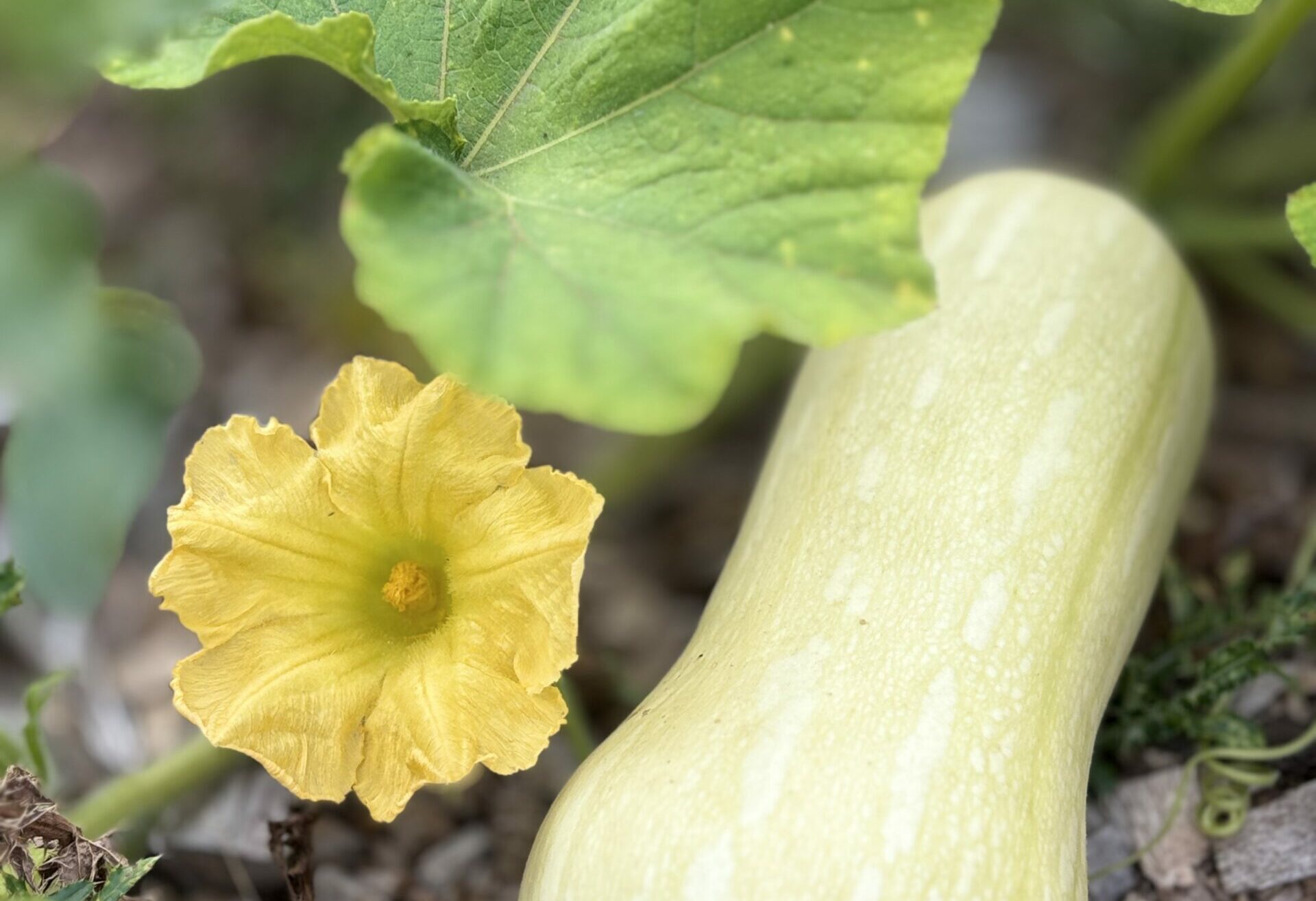 Vum Gréis, solidaire et nature 100% Geméis aus dem Reiserbann