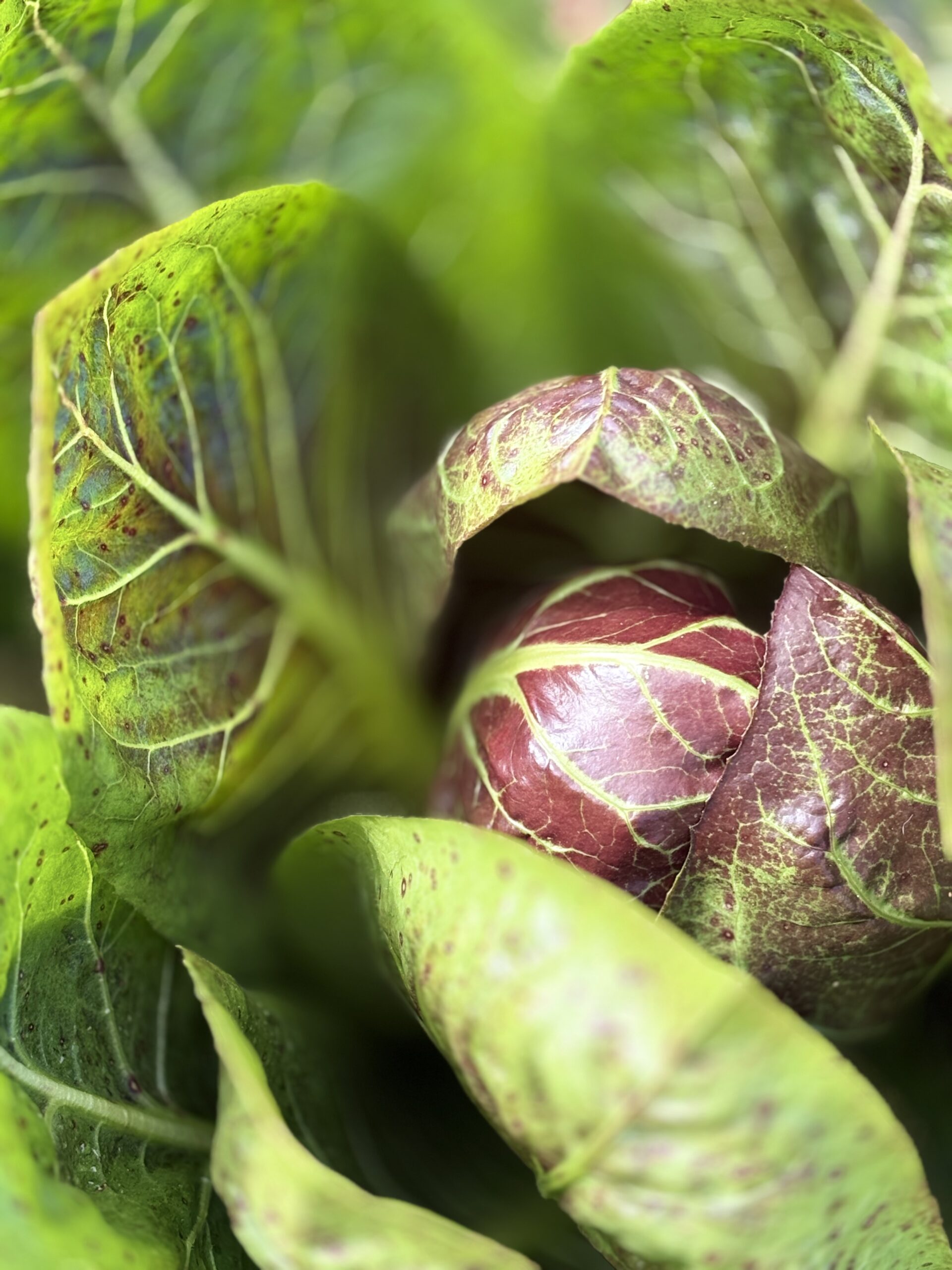 Auto cueillette ou panier pré récolté pour votre saison Vum Gréis 2026 ?